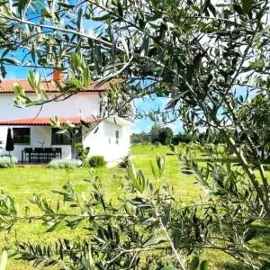U PRODAJI SAMOSTOJEĆA KUĆA SA VOĆNJAKOM I MASLINIKOM