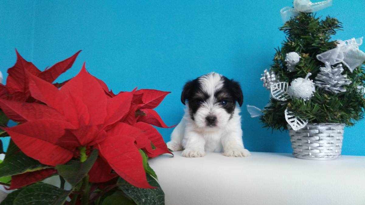 Yorkshire terrier-MORKY-Maltezer, mali štenci, pomoć u odgoju i školov