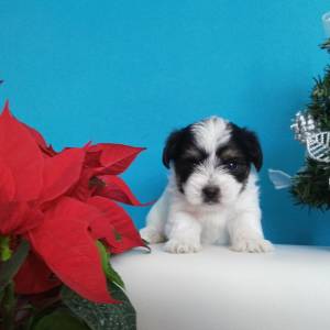 Yorkshire terrier-MORKY-Maltezer, mali štenci, pomoć u odgoju i školov