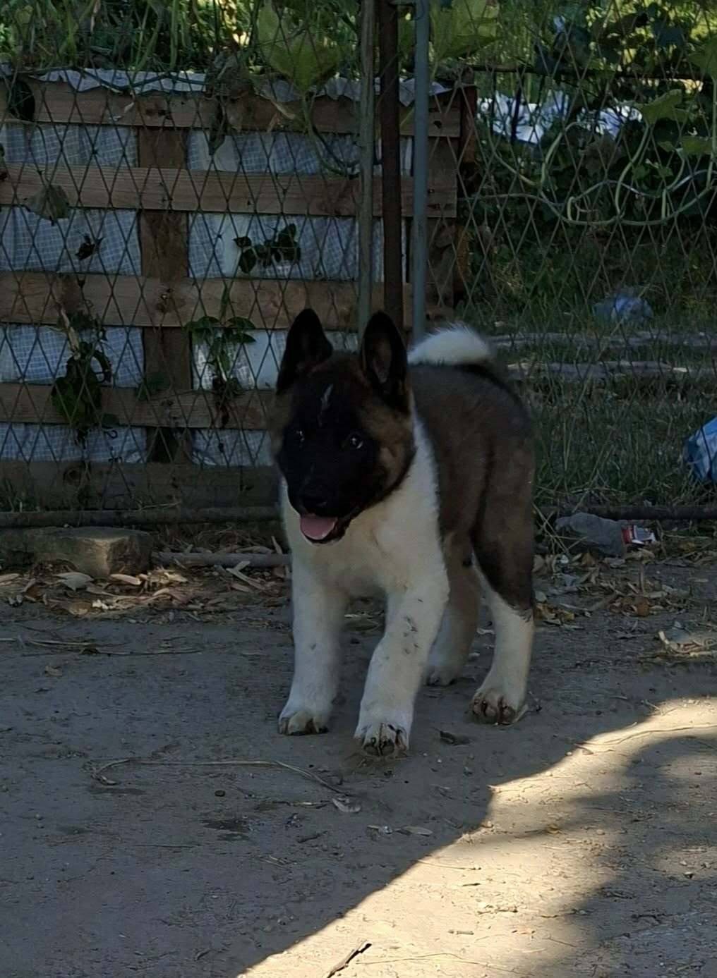 Americka akita stenci