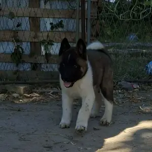 Americka akita stenci