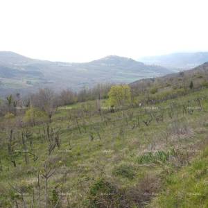GRAĐEVINSKO ZEMLJIŠTE S PANORAMSKIM POGLEDOM NA MOTOVUN – 3.059 m²