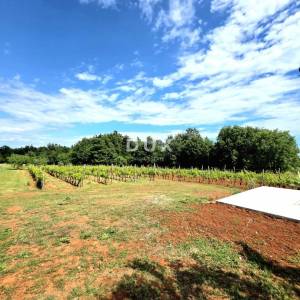 Istra, Barban, Novoizgrađena obiteljska prizemna vila, okružena vinogradom
