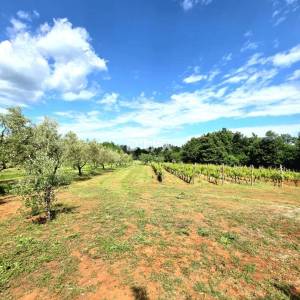 Istra, Barban, Novoizgrađena obiteljska prizemna vila, okružena vinogradom