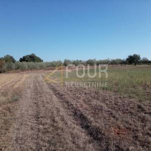 Istra, Umag - okolica, poljoprivredno zemljište, 12.535m2