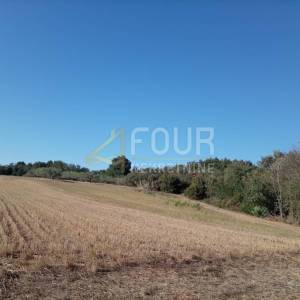 Istra, Umag - okolica, poljoprivredno zemljište, 12.535m2