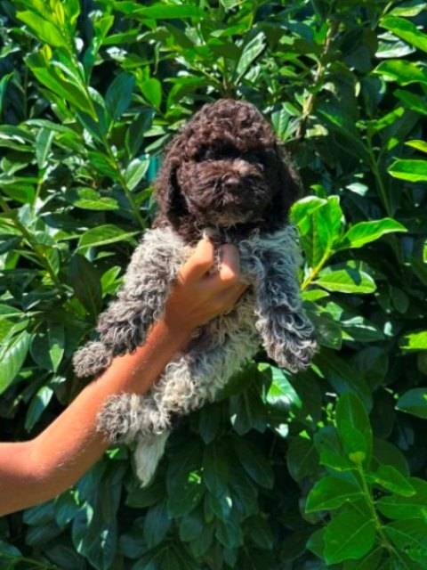 Lagotto Romagnolo štenci