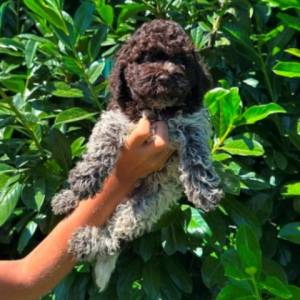 Lagotto Romagnolo štenci