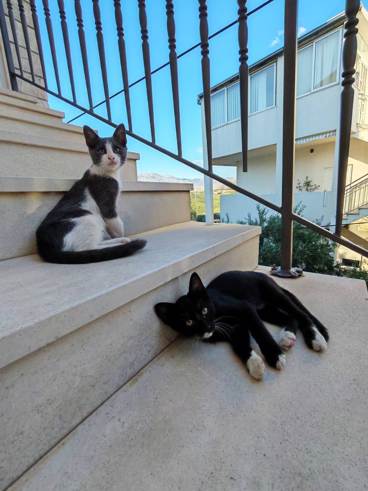 Mačke (muške) za udomljavanje- Split