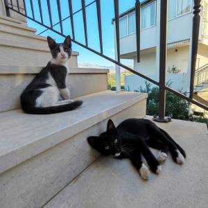 Mačke (muške) za udomljavanje- Split