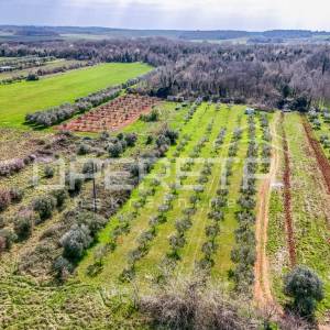 MASLINIK U PETROVIJI 5.437 m² – 140 MASLINA, VODA I NADSTREŠNICA – 4 KM OD UMAGA
