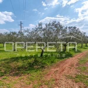 MASLINIK U PETROVIJI 5.437 m² – 140 MASLINA, VODA I NADSTREŠNICA – 4 KM OD UMAGA
