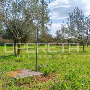 MASLINIK U PETROVIJI 5.437 m² – 140 MASLINA, VODA I NADSTREŠNICA – 4 KM OD UMAGA