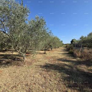 Odlična prilika! Građevinska parcela s maslinikom – 1.222 m², Loborika, u blizini Pule.