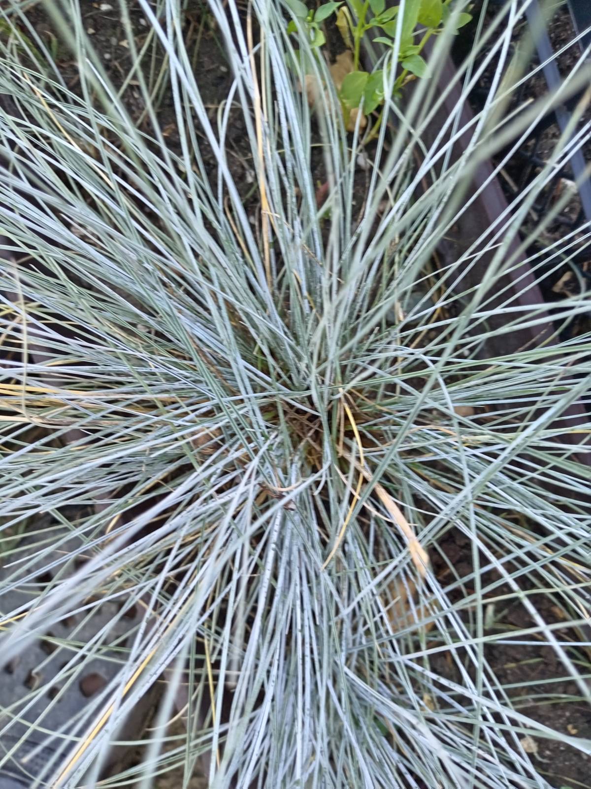 Prodajem sadnice SIVOPLAVE VLASULJE (Festuca glauca) ukrasna trava
