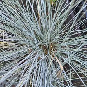 Prodajem sadnice SIVOPLAVE VLASULJE (Festuca glauca) ukrasna trava