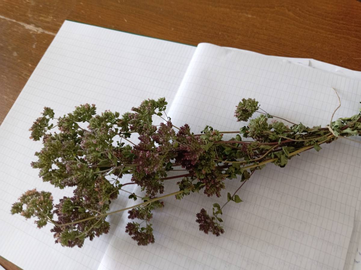 Prodajem snopiće osušenog ORIGANA (Origanum vulgare) iz ekološkog uzg.