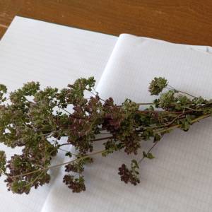 Prodajem snopiće osušenog ORIGANA (Origanum vulgare) iz ekološkog uzg.