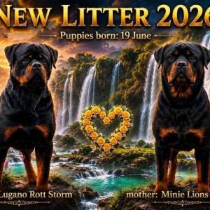Rotvajler (Rottweiler) štenci