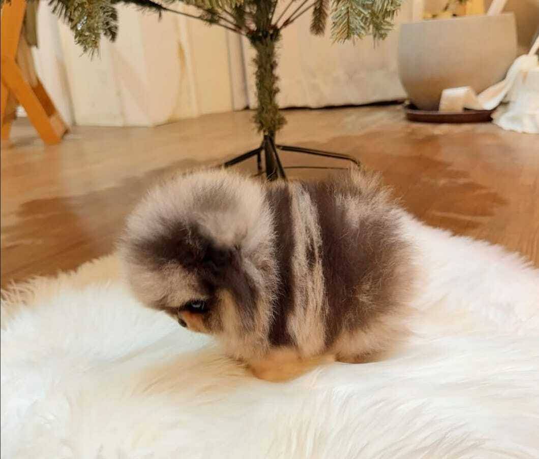 Štenci pomeranskog špica