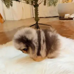 Štenci pomeranskog špica