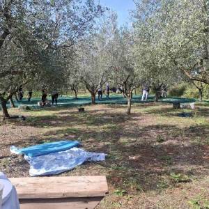 Valtura – prodaja Maslinika s 89 rodnih stabala maslina.