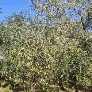 Valtura – prodaja Maslinika s 89 rodnih stabala maslina.