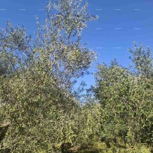 Valtura – prodaja Maslinika s 89 rodnih stabala maslina.