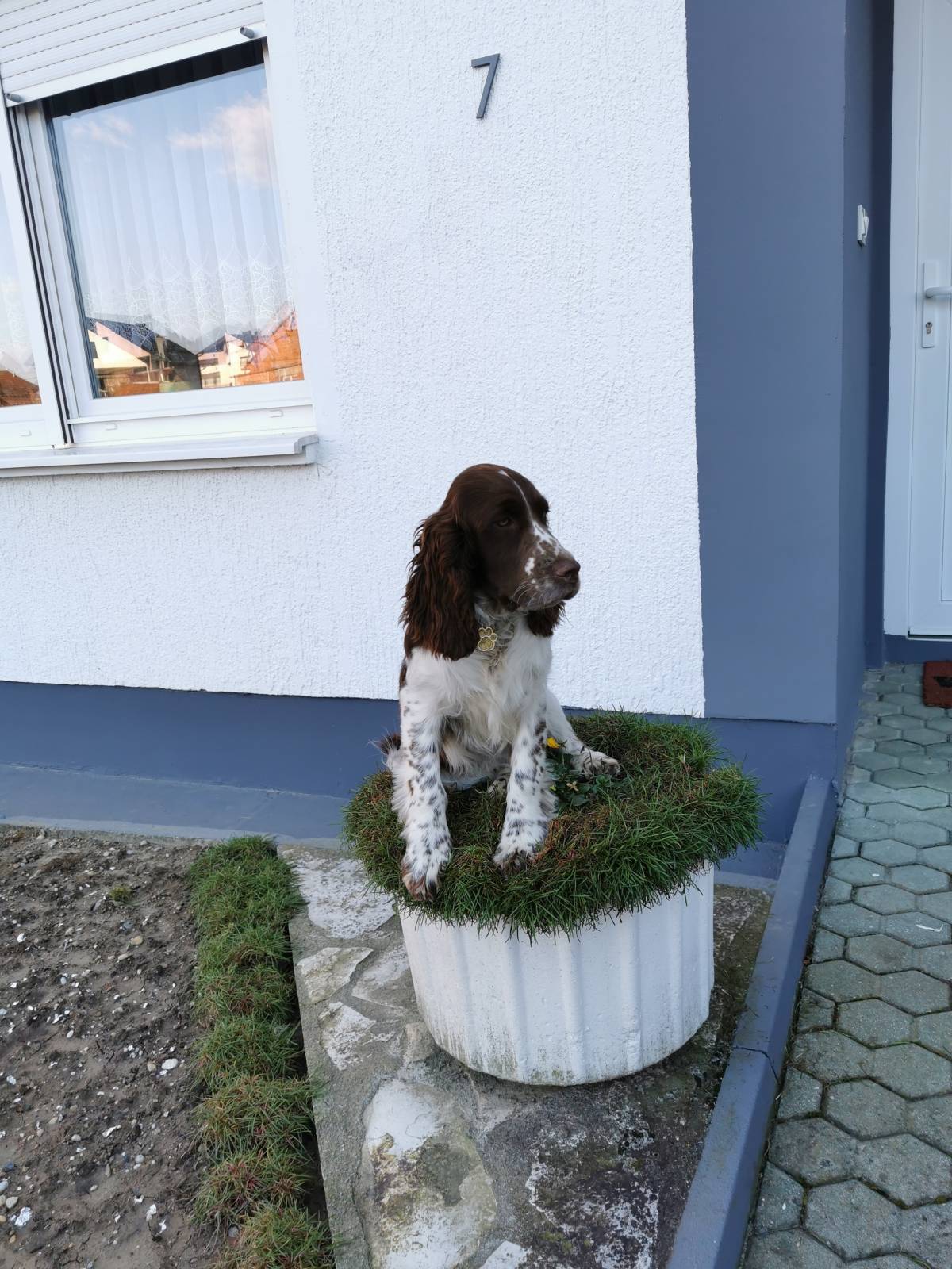 Engleski špringer španijel - rezervacije