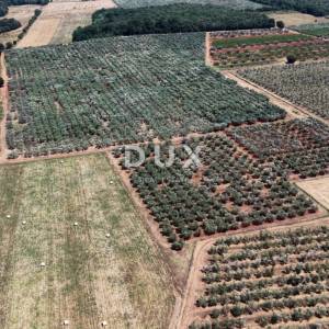 ISTRA, BRTONIGLA - Rodni maslinik s 760 maslina – odličan pristup i ravan teren