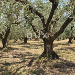 ISTRA, BRTONIGLA - Rodni maslinik s 760 maslina – odličan pristup i ravan teren