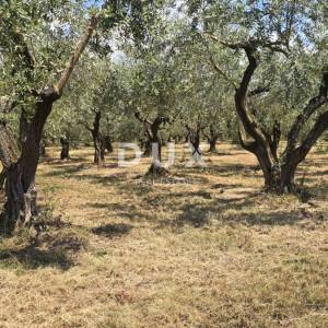 ISTRA, BRTONIGLA - Rodni maslinik s 760 maslina – odličan pristup i ravan teren