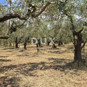 ISTRA, BRTONIGLA - Rodni maslinik s 760 maslina – odličan pristup i ravan teren