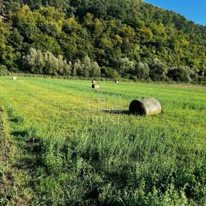 ISTRA, PIĆAN - Poljoprivredno obradivo zemljište