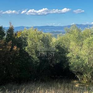 ISTRA, ŠUMBER - Maslinik, poljoprivredno zemljište