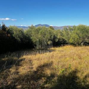 ISTRA, ŠUMBER - Maslinik, poljoprivredno zemljište