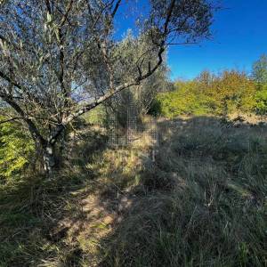 ISTRA, ŠUMBER - Maslinik, poljoprivredno zemljište
