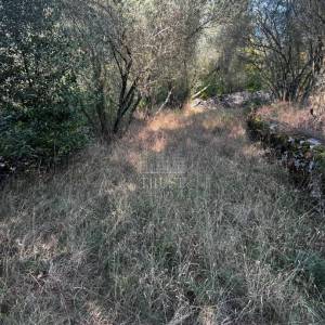 ISTRA, ŠUMBER - Maslinik, poljoprivredno zemljište