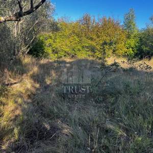 ISTRA, ŠUMBER - Maslinik, poljoprivredno zemljište