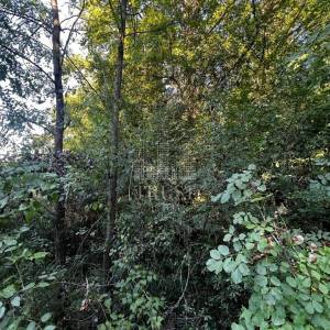 ISTRA, ŠUMBER - Poljoprivredno zemljište