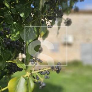 Kamena kuća Galižana, 82m2 - pogled more