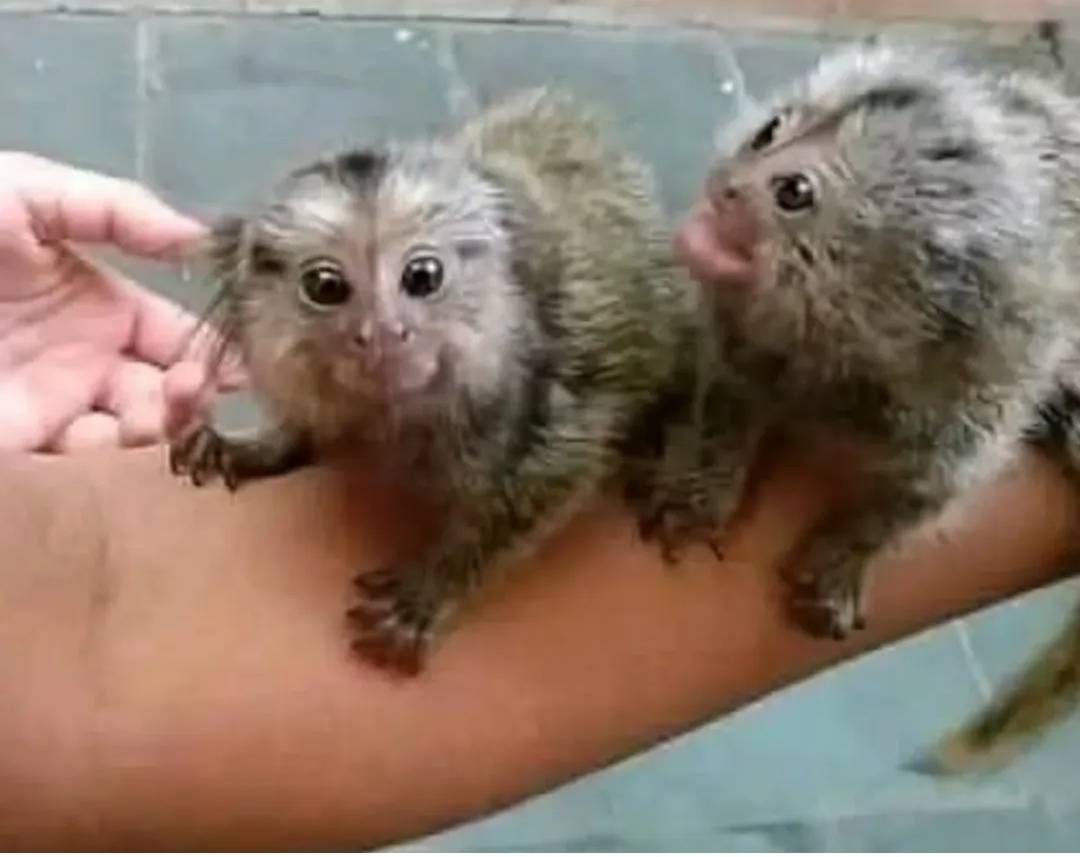 Marmoset majmuni dostupni za udomljavanje u njihov novi dom.