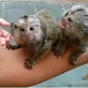 Marmoset majmuni dostupni za udomljavanje u njihov novi dom.