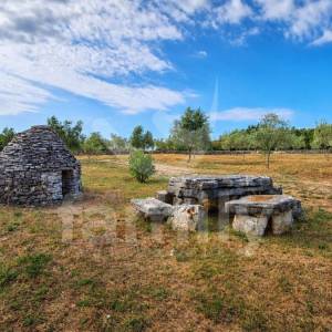 PRODAJA UREĐEN MASLINIK S KAŽUNOM I 200 MASLINA VODNJAN