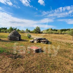 PRODAJA UREĐEN MASLINIK S KAŽUNOM I 200 MASLINA VODNJAN