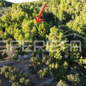 Vela Luka, Sokolić - 602 m2 s pogledom na more i 10 maslina