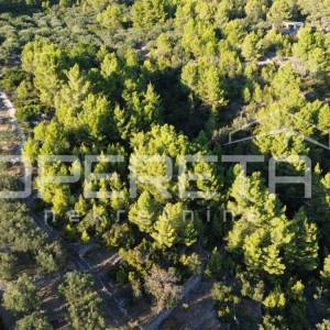 Vela Luka, Sokolić - 602 m2 s pogledom na more i 10 maslina