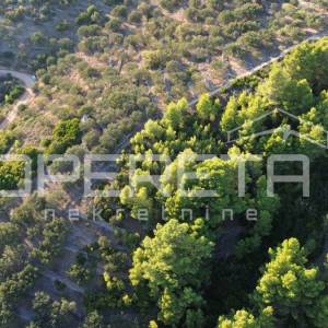 Vela Luka, Sokolić - 602 m2 s pogledom na more i 10 maslina