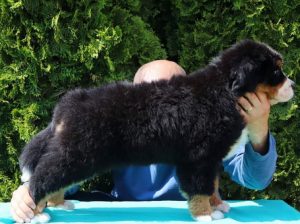 Stenci bernskog planinskog psa na prodaju