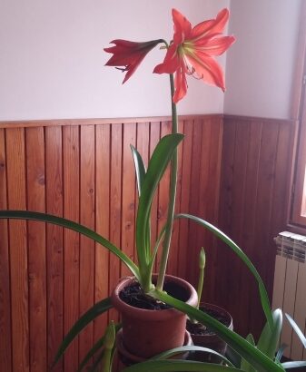 amarilis cvijet